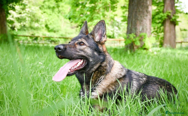 German Shepherd dogs - Advert 3