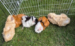Guinea Pig rodents for sale: Female Guinea Pigs - Image 2