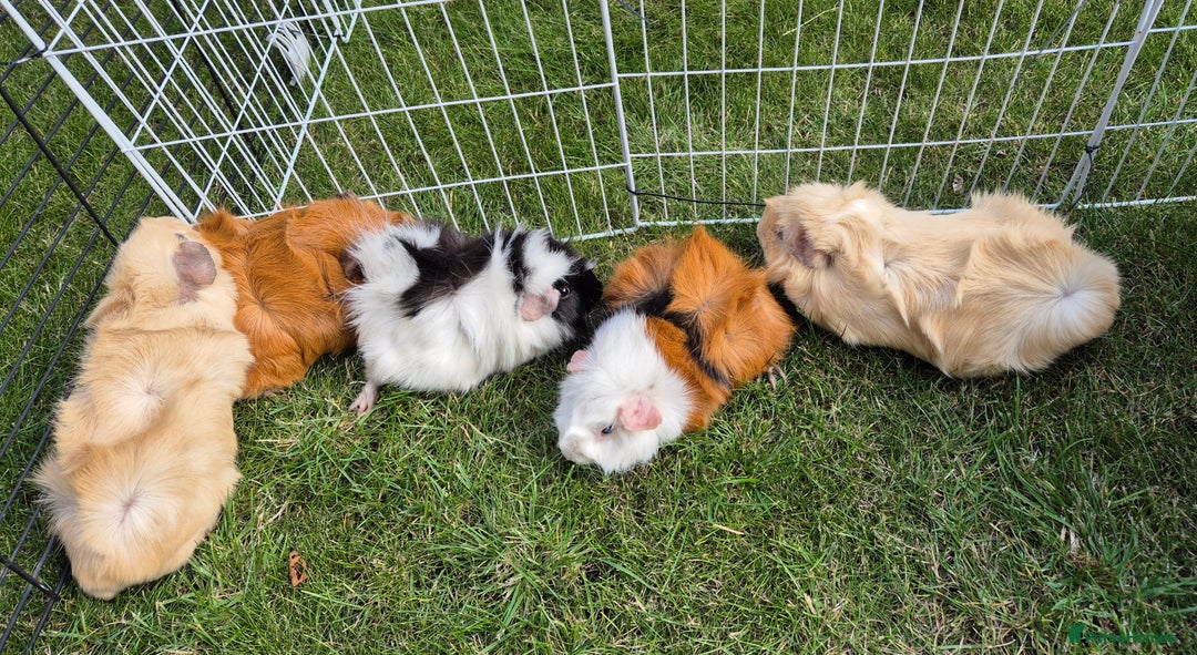 Guinea Pig rodents for sale: Female Guinea Pigs - Image 2