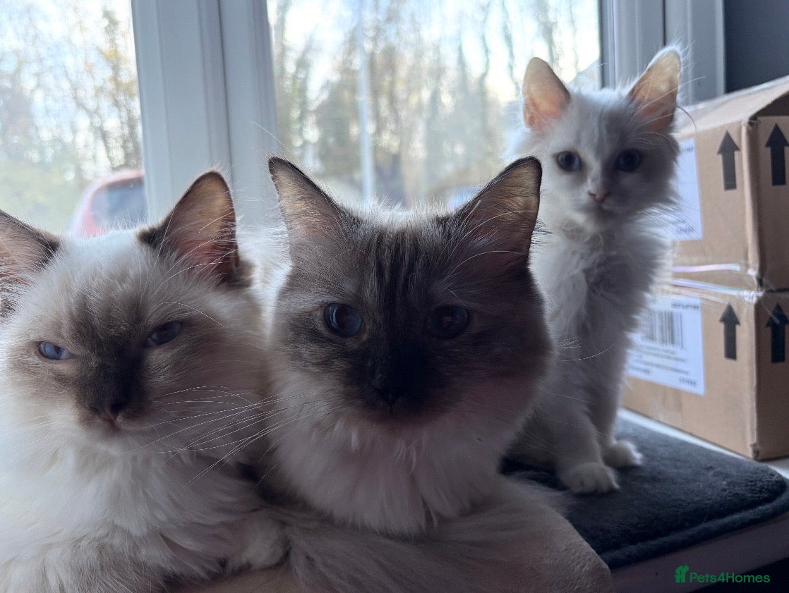Ragdoll cats Seal mink bicolour ragdoll  - Advert 2