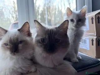 Ragdoll cats Seal mink bicolour ragdoll - Advert 1