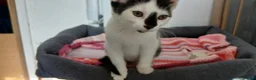 Mixed Breed cats for sale: 6 kitties looking for new forever homes - Advert 12