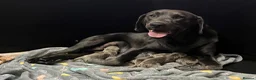 Labrador Retriever dogs for sale: Perfect health tested Silver & Charcoals  - Advert 1
