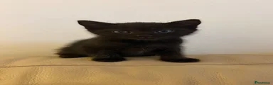 Black Tabby 1