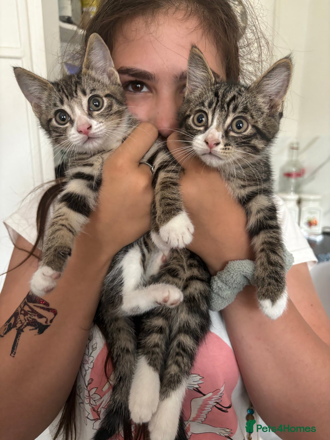 Domestic Shorthair cats for sale: 2 x male kittens  - Image 3
