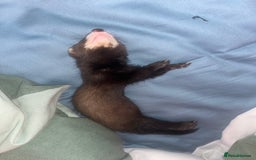 Ferret rodents for sale: Beautiful ferret  - Image 3