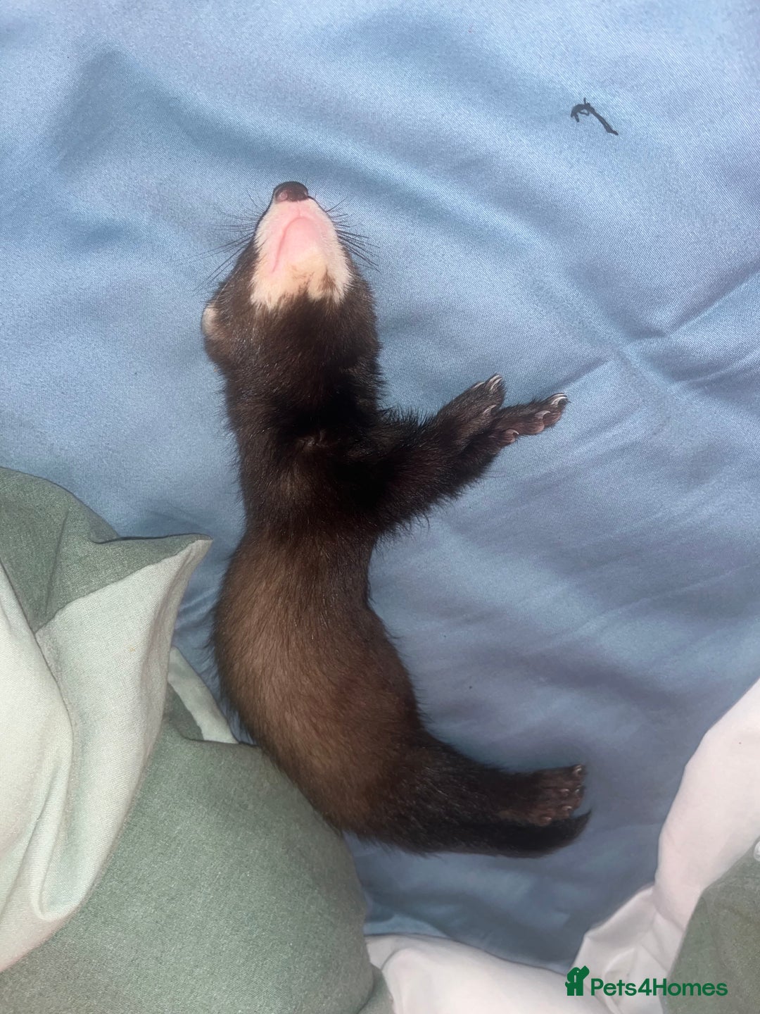 Ferret rodents for sale: Beautiful ferret  - Image 3