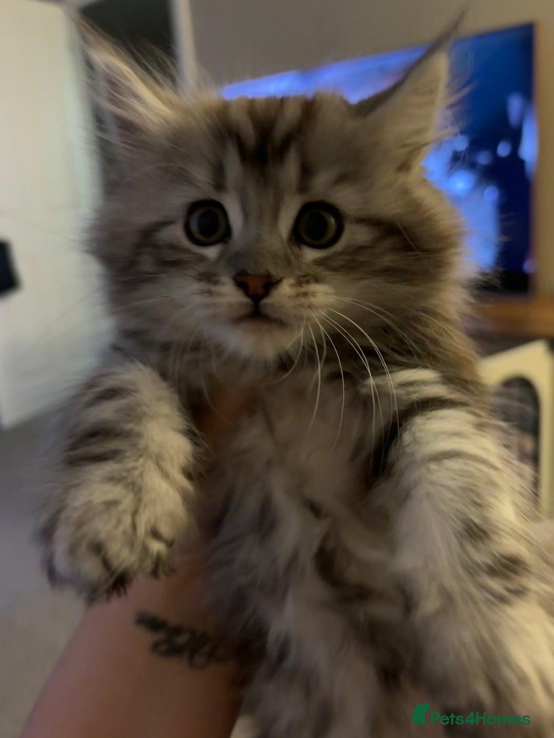 Maine Coon cats for sale: Beautiful female Maine coon ready 15/12/2025 - Image 13