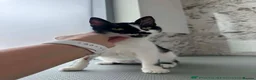 Mixed Breed cats for adoption: Sweet Milla looking for her home - Advert 5