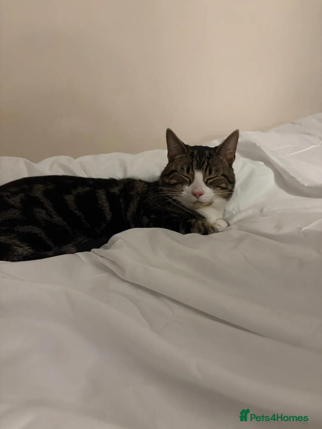British Shorthair cats for sale: mixed white and tabby cat in Coventry - Advert 3