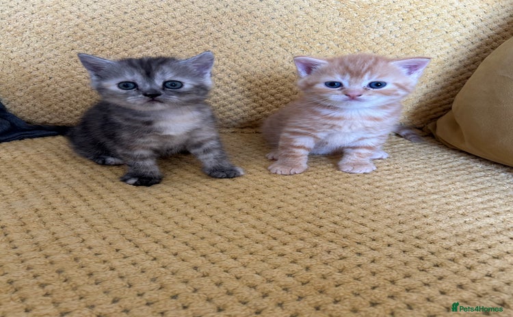 Scottish Fold cats - Advert 1