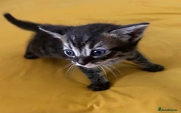 Mixed Breed cats for sale: Gorgeous playful kittens - Image 1