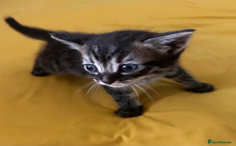 Mixed Breed cats - Advert 2