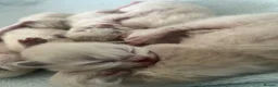 Ragdoll cats for sale: Beautiful Ragdoll Kittens - Advert 22