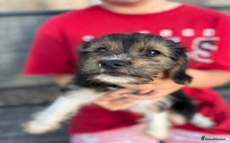 Mixed Breed dogs for sale: Beagle Cross puppies  - Image 22