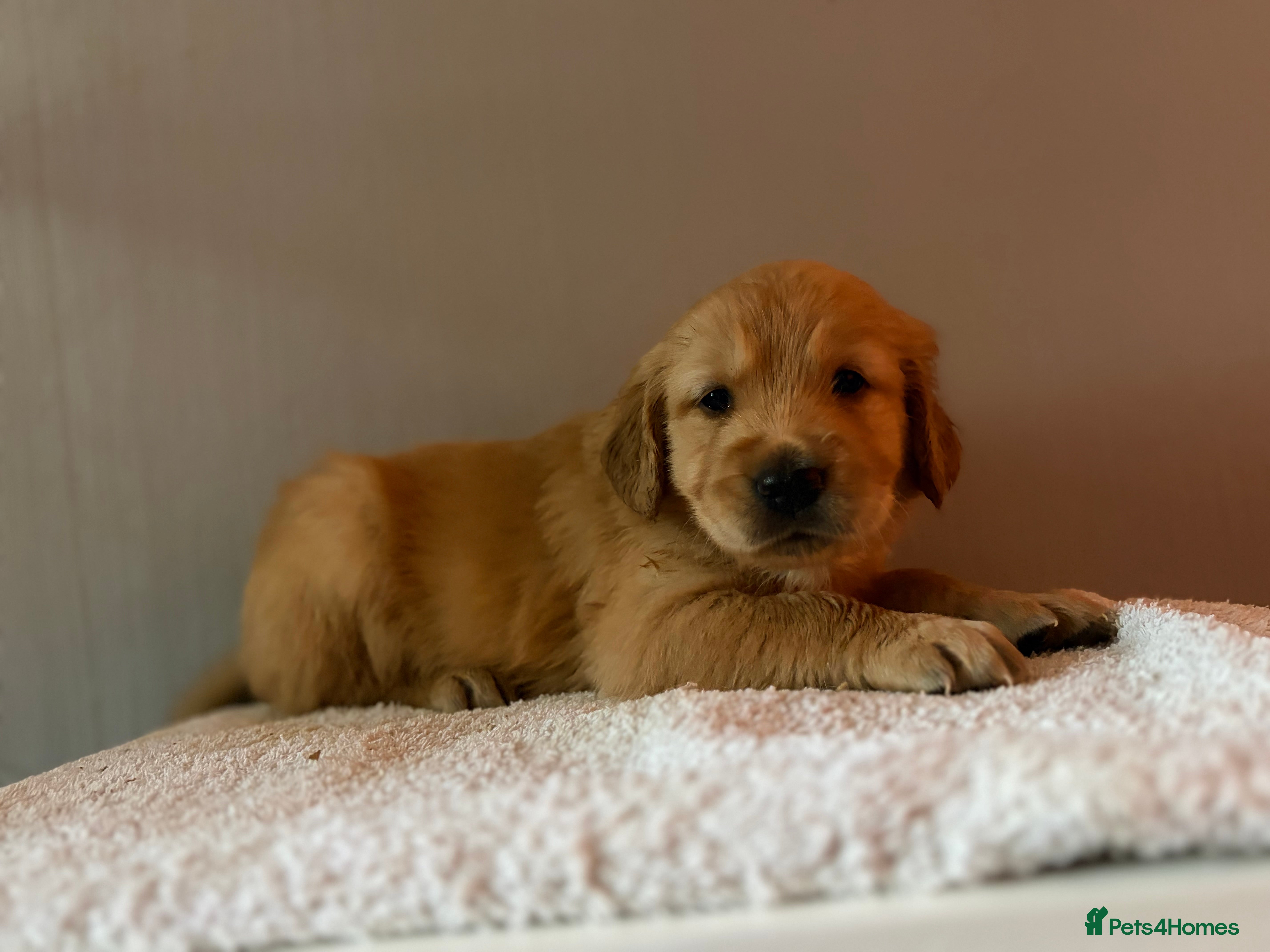 Golden Retriever dogs Fox Red, KC,  Extensively Health Tested Pups - Advert 2