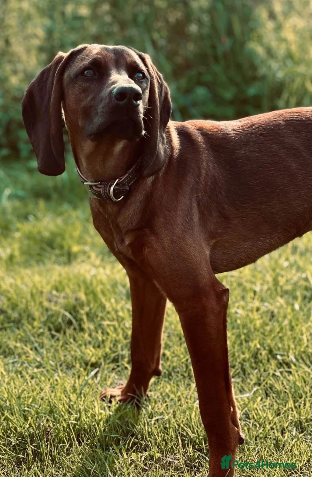 Mixed Breed dogs for sale: Bavarian mountain hound x English springer spaniel in Shrewsbury - Advert 2