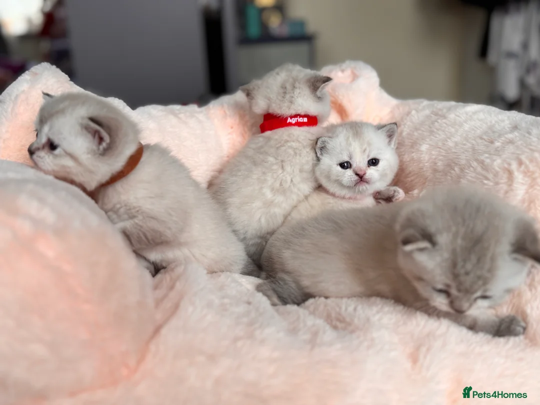 British Shorthair cats for stud: GCCF Active BSH Cream/Ginger ColourPointed  in London - Advert 13