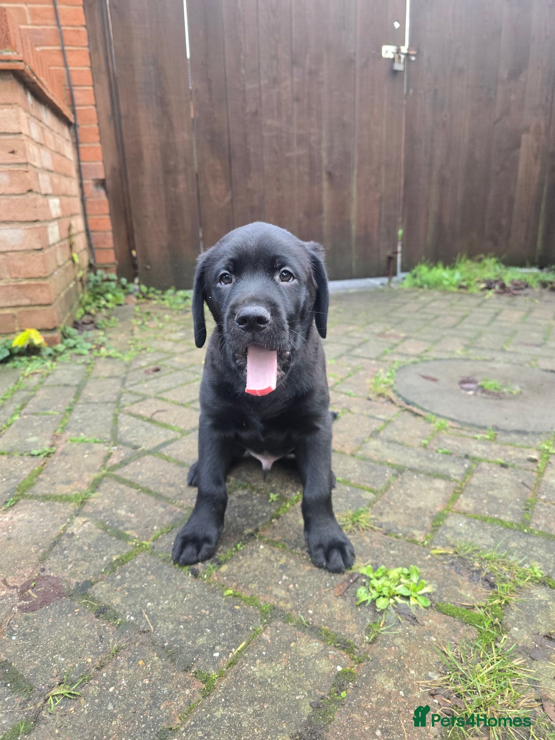 Labrador Retriever dogs for sale: Ready for home 🥰left last boy! - Advert 8