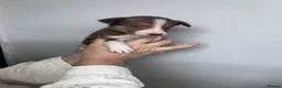 Border Collie dogs for sale: 6 Beautiful Red Merle puppies  - Advert 17