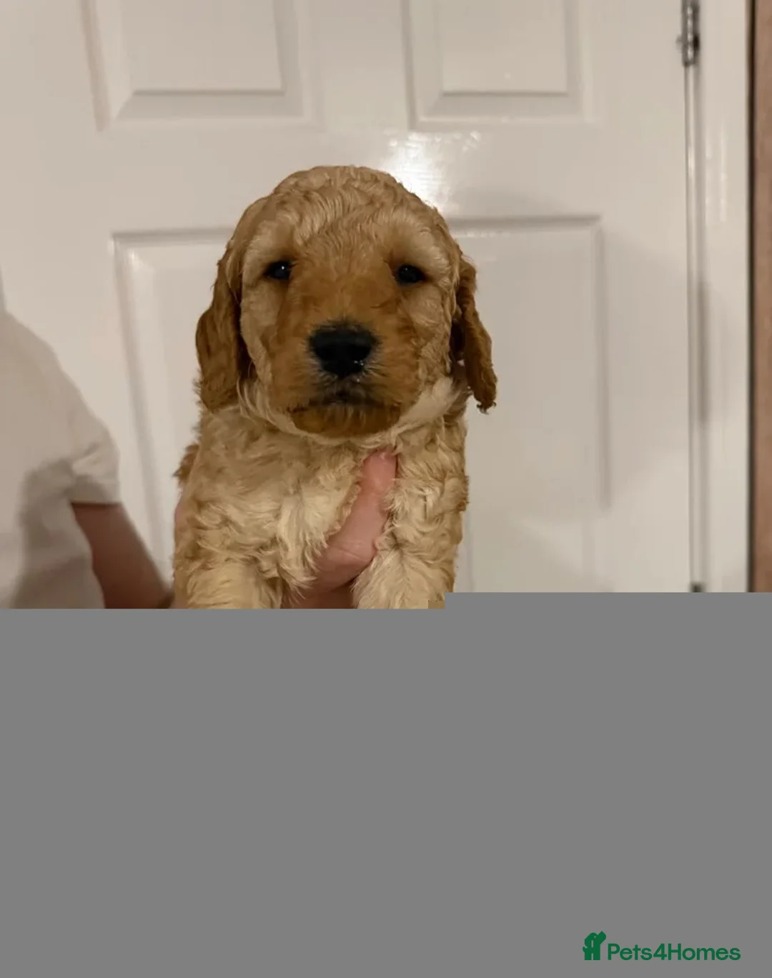Poodle dogs for sale: Adorable poodle pops  - Advert 2