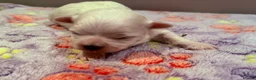 Maltese dogs for sale: Beautiful Maltese Puppies ⭐️Over 5 GENERATIONS⭐️ - Advert 19