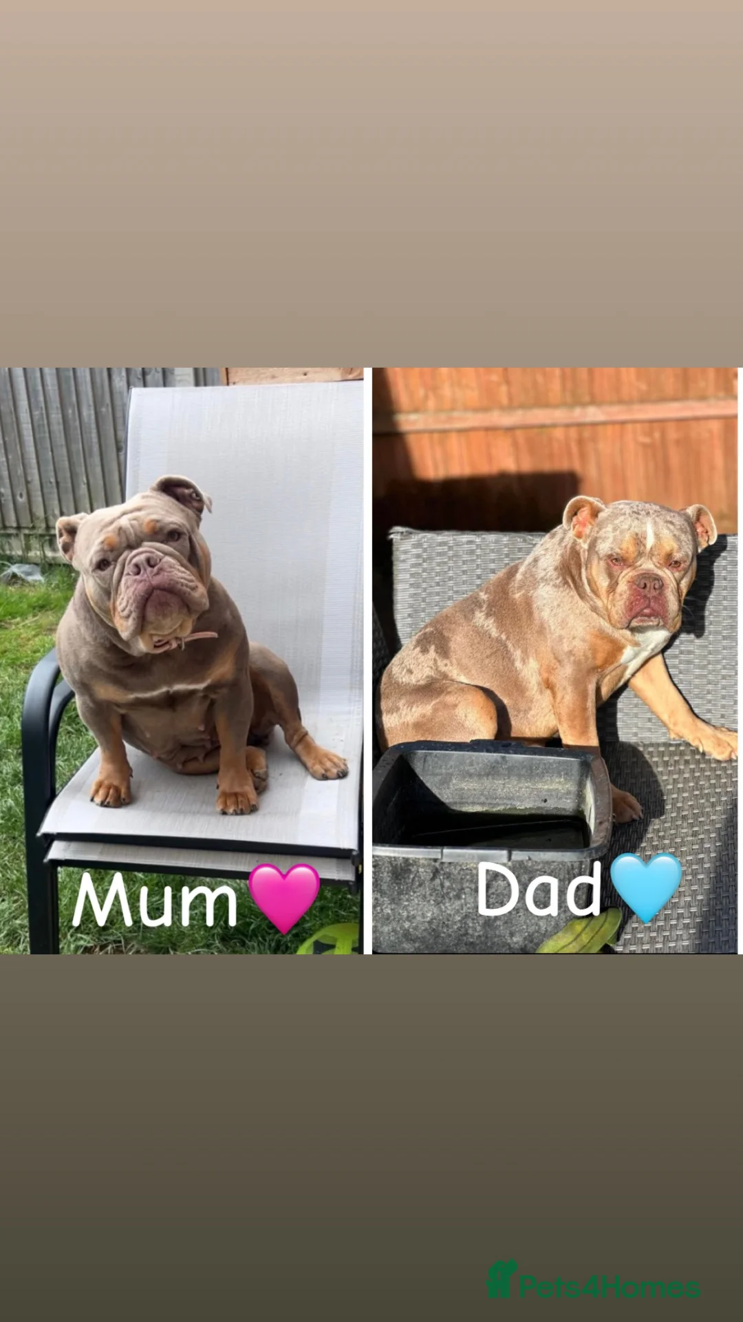 English Bulldog dogs for sale: Old English bulldog puppy  - Advert 1