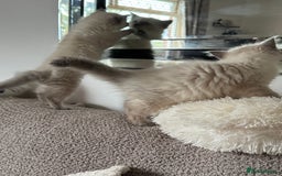 Ragdoll cats for sale: Adorable Ragdoll baby’s  - Image 4