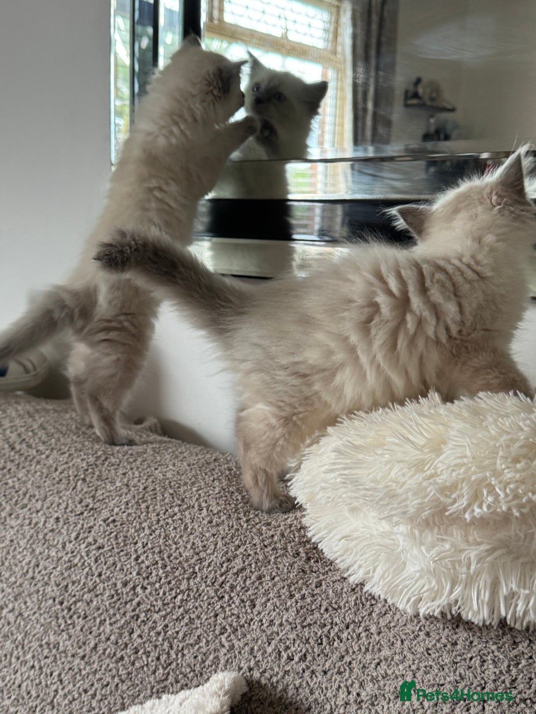 Ragdoll cats for sale: Adorable Ragdoll baby’s  - Image 4
