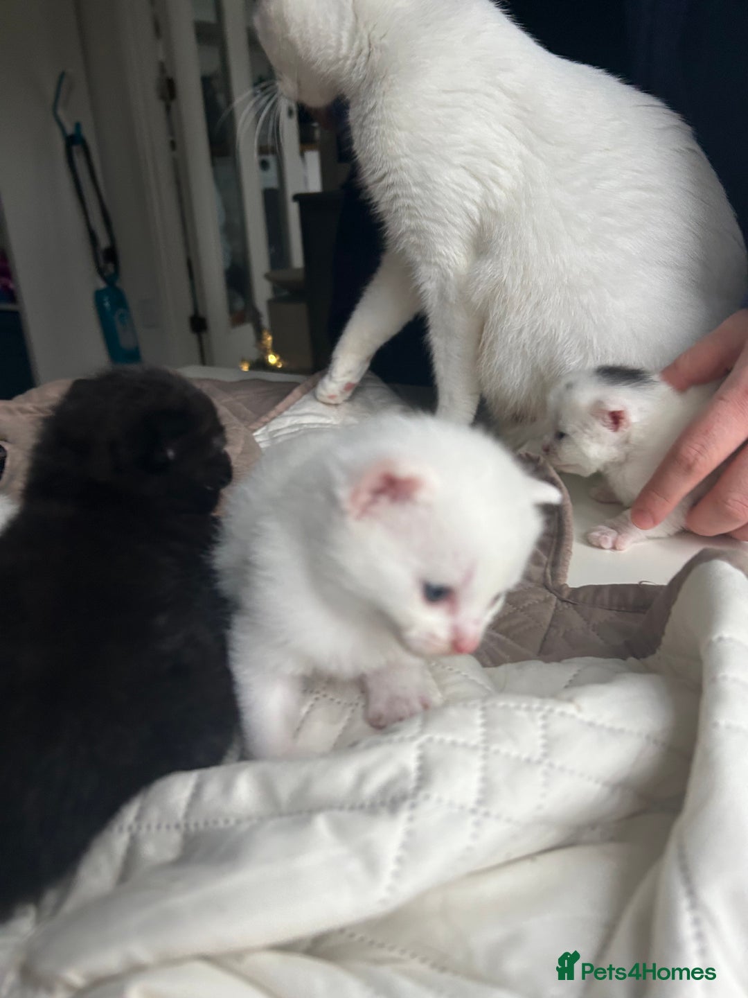 Ragdoll cats for sale: RAGDOLL X RUSSIAN WHITE kittens  - Advert 3