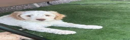 Cockapoo dogs for sale: READY TO GO F1 cockapoo puppies just 2 girls left  - Advert 33