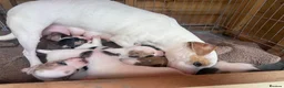 Jack Russell dogs for sale: Stunning jack Russell puppies  in Doncaster - Advert 10