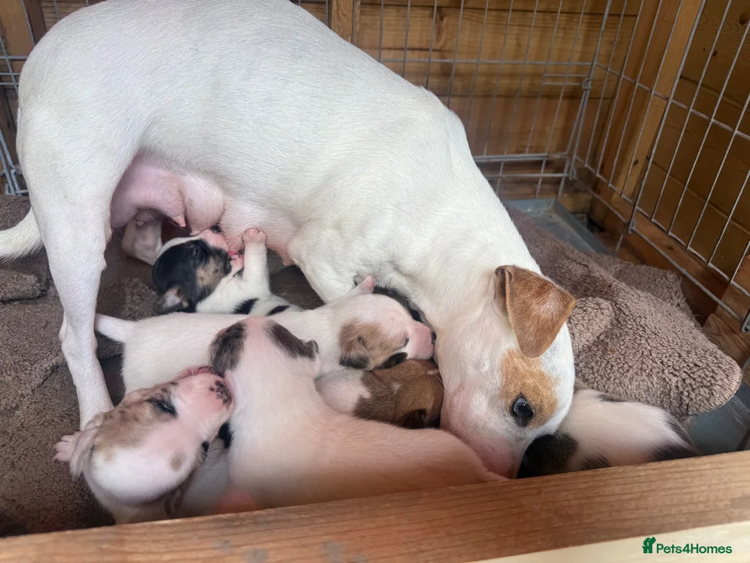 Jack Russell dogs for sale: Stunning jack Russell puppies  in Doncaster - Advert 10