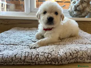 Golden Retriever dogs Gorgeous golden retriever pups - Advert 5