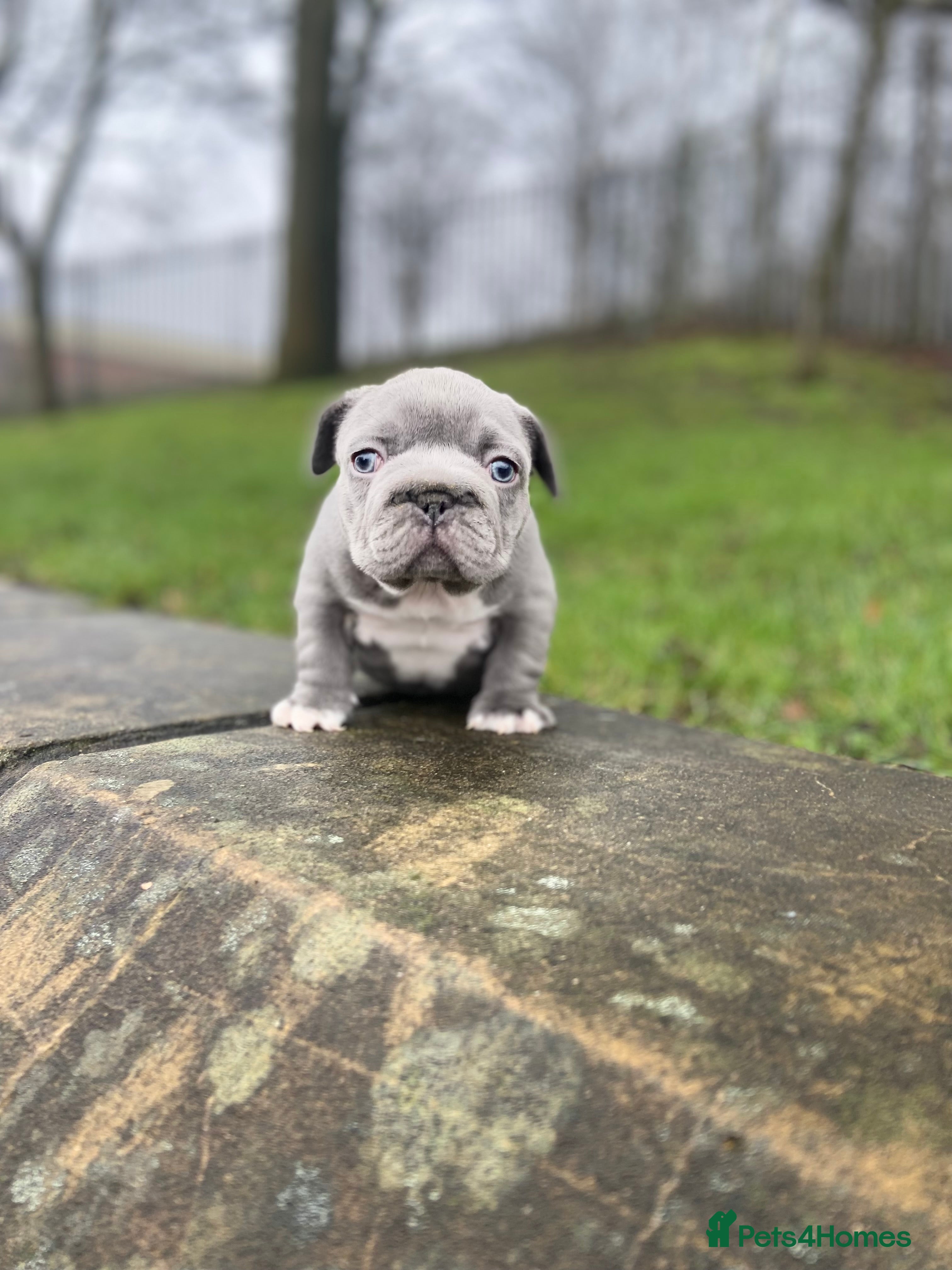 French Bulldog dogs Gorgeous French Bulldog Pups (KC Reg) - Advert 3