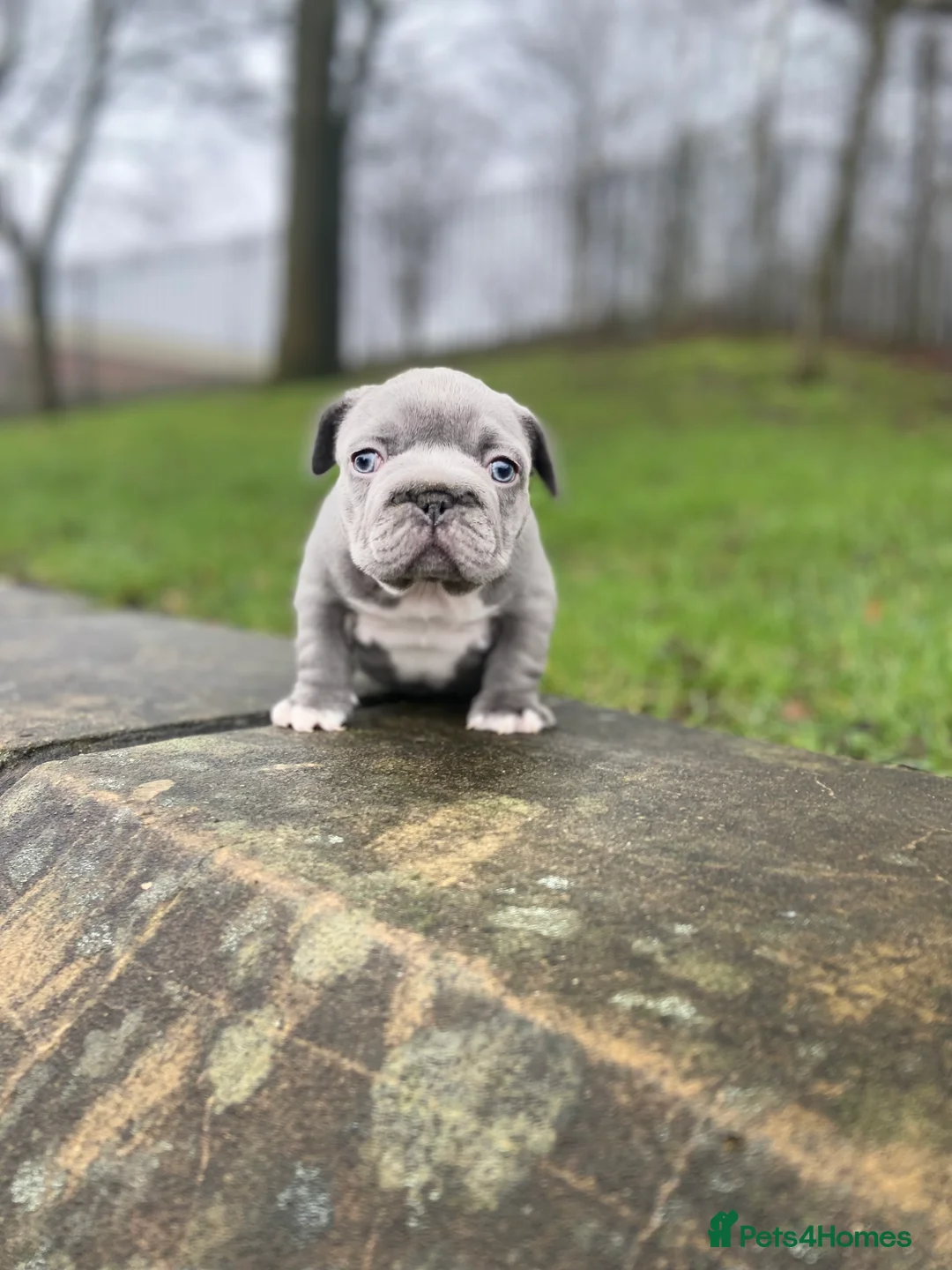 French Bulldog dogs for sale: Gorgeous French Bulldog Pups (KC Reg) - Advert 1