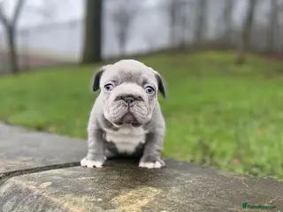 French Bulldog dogs Gorgeous French Bulldog Pups (KC Reg) - Advert 3