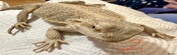 Bearded Dragon reptiles for sale: 3 x Juvenile bearded dragons  - Advert 6
