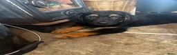 Mixed Breed dogs for sale: German Shepherd x Springer Spaniel puppies - Advert 3