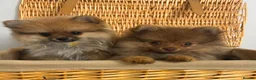 Pomeranian dogs for sale: Tiny Pomeranian Puppies🏡👀  - Advert 1