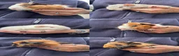 Guinea Pig rodents for sale: Beautiful Baby Boar Guinea pigs Rex & Rosette   - Advert 1