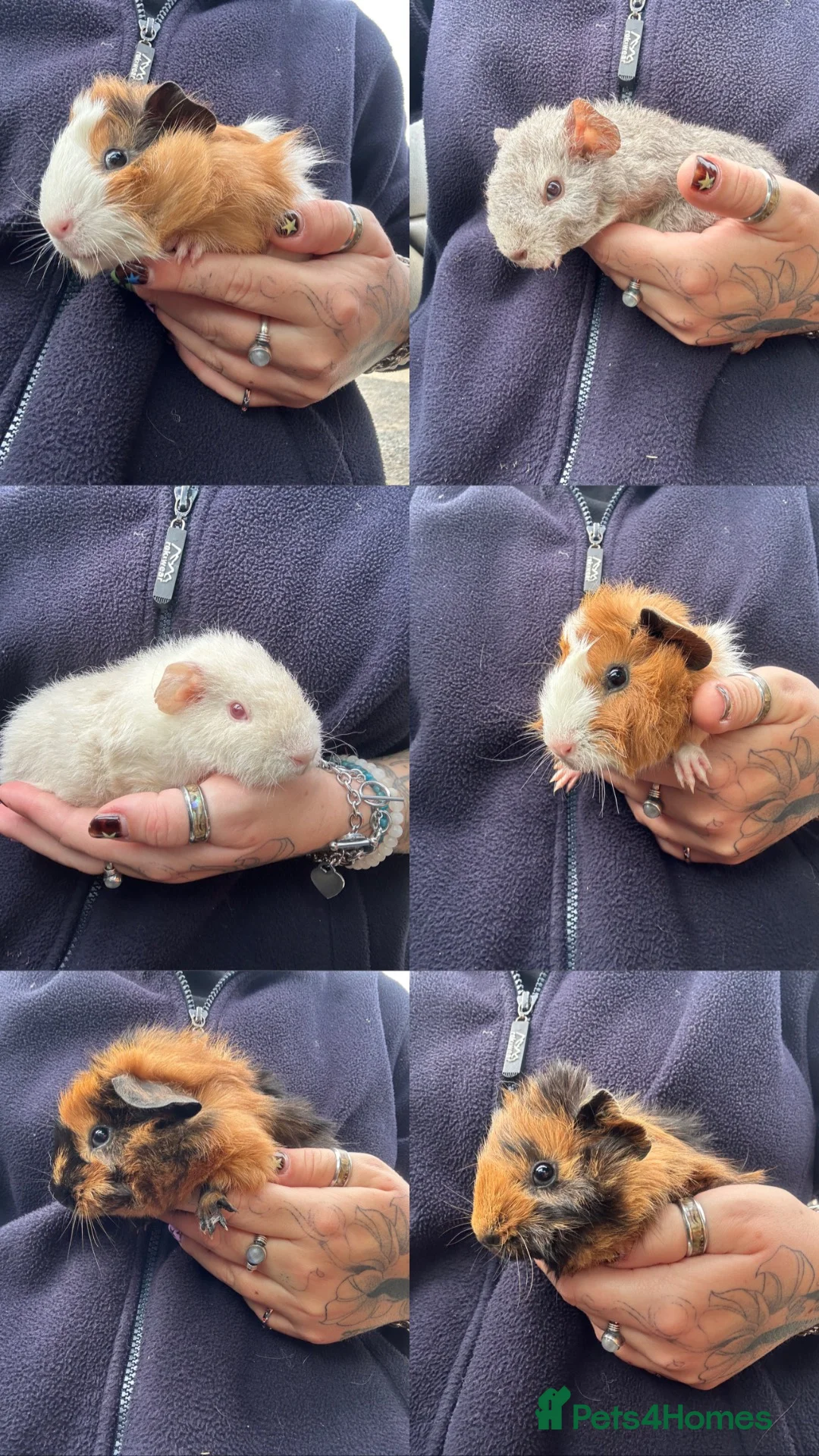 Guinea Pig rodents for sale: Beautiful Baby Boar Guinea pigs Rex & Rosette   - Advert 1