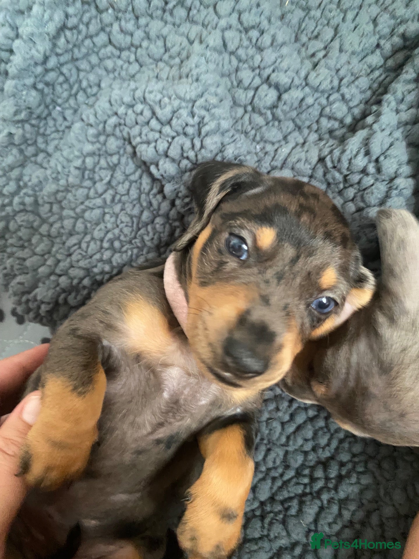 Dachshund dogs Tri silver dapple dachshunds ❤️ - Advert 3