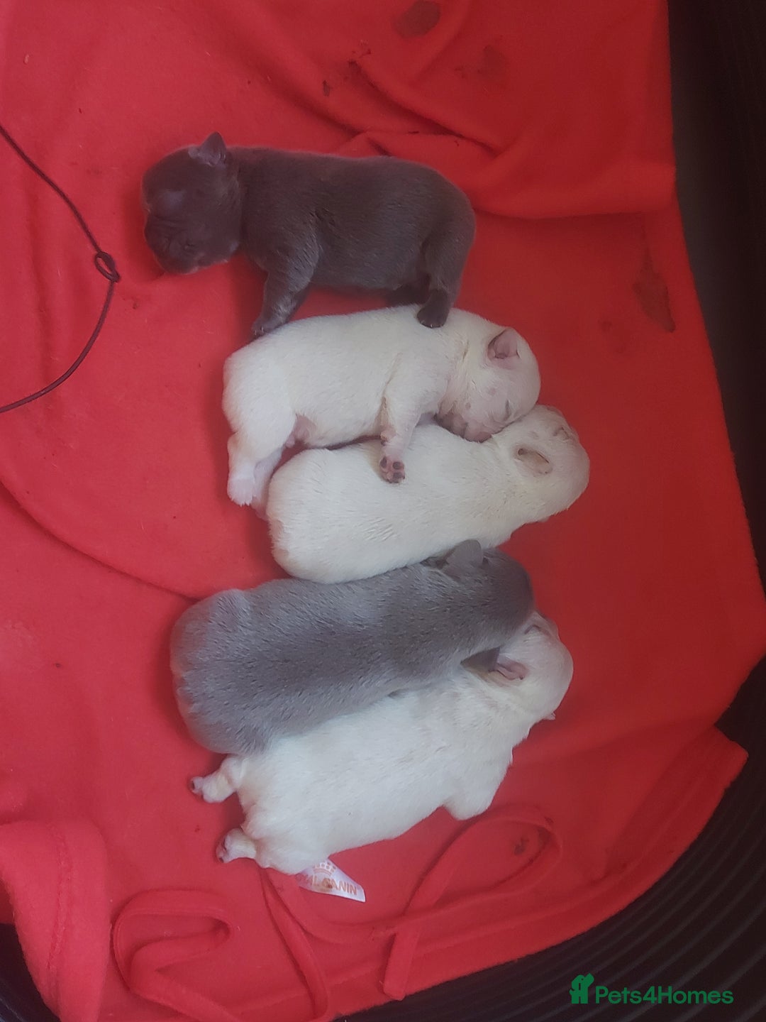 French Bulldog dogs for sale: 4 fluffy French bull dogs pups males 1 female  - Image 4