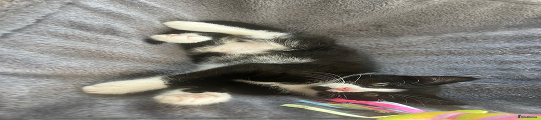 Ragdoll mix Kitten 2