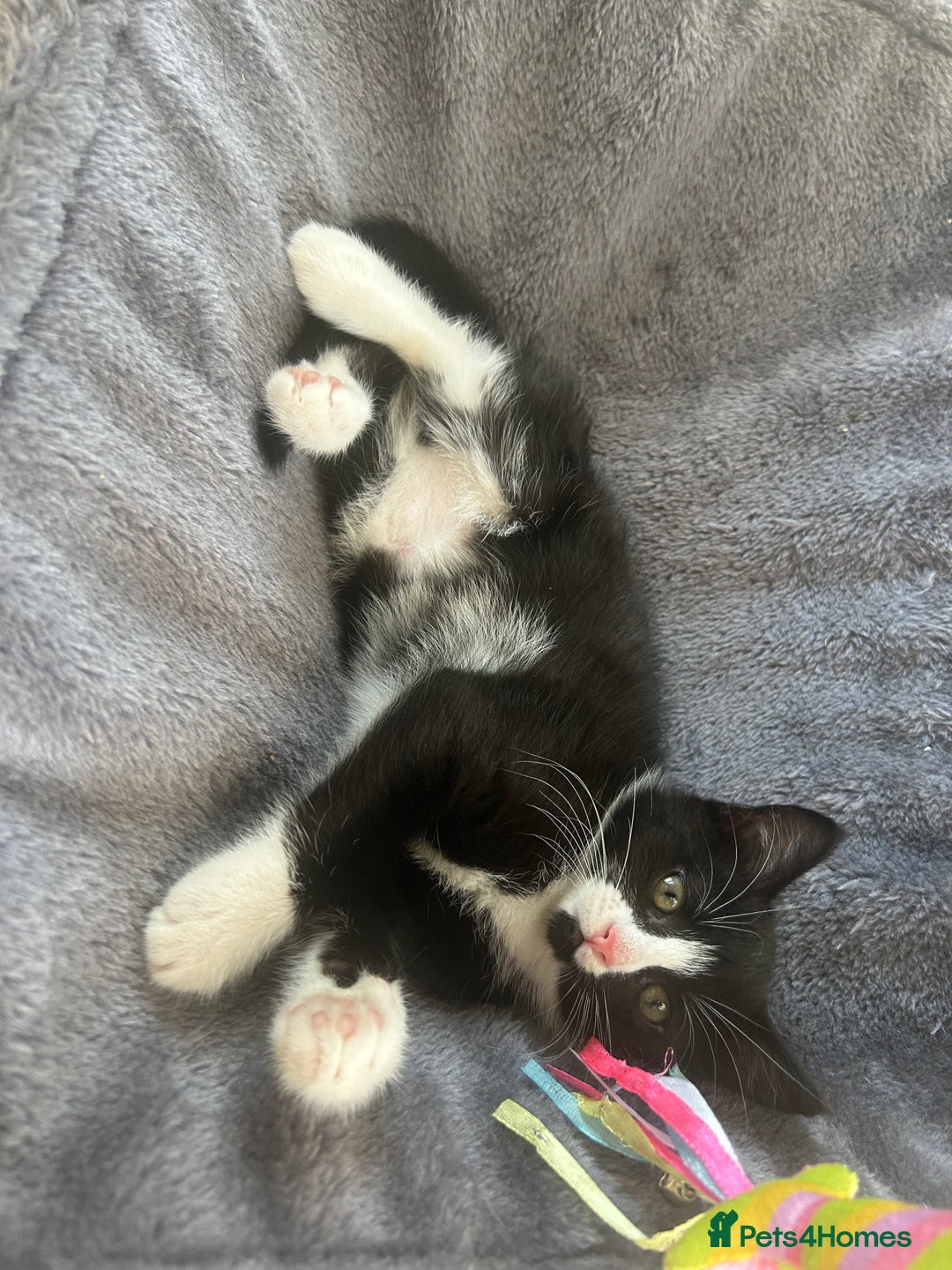 Mixed Breed cats for sale: 3 ragdoll mix kittens  - Image 3