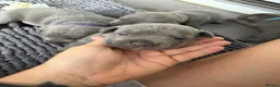 Staffordshire Bull Terrier dogs for sale: Blue Staffordshire bull terrier’s  - Advert 14