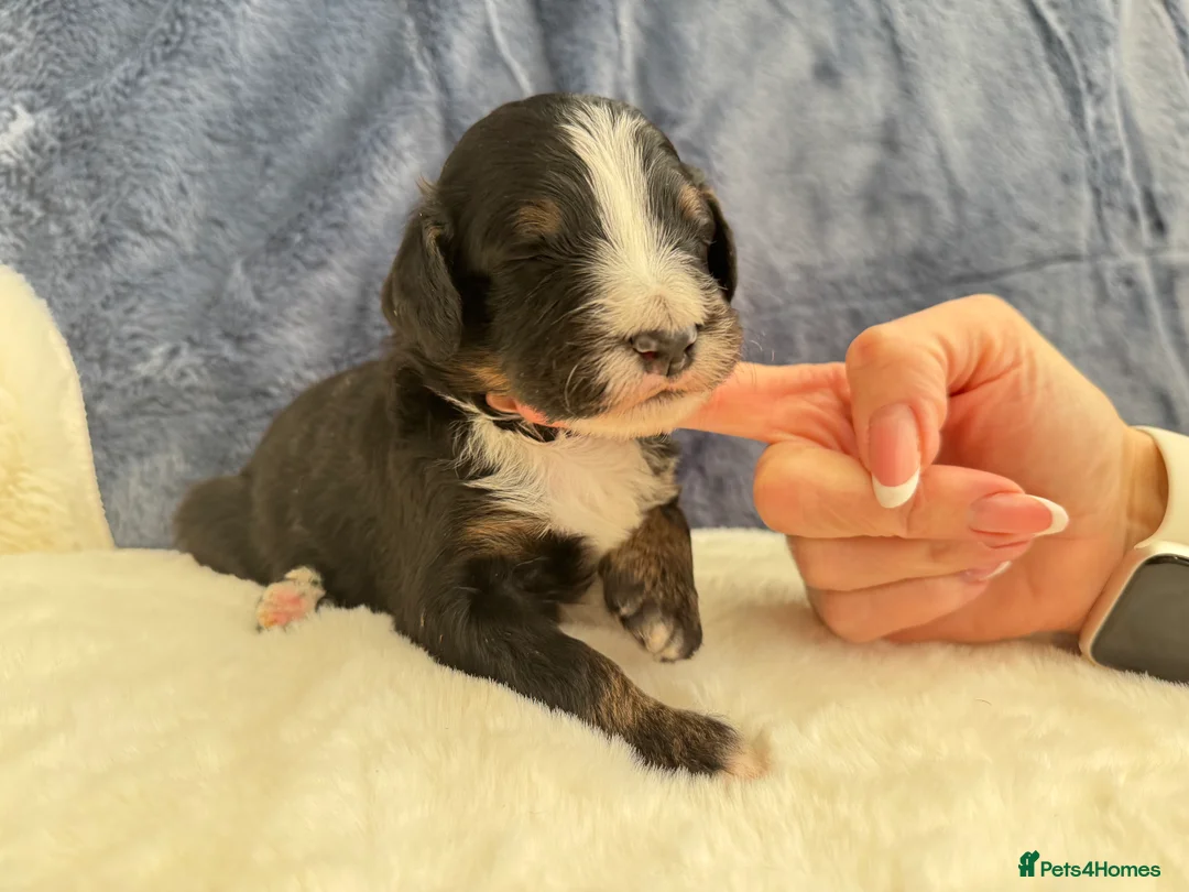 Bernedoodle dogs for sale: Gorgeous Bernedoodle puppies 🖤 - Advert 14