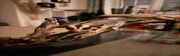 Sugar Glider rodents for sale: Female Sugar Glider  - Advert 3