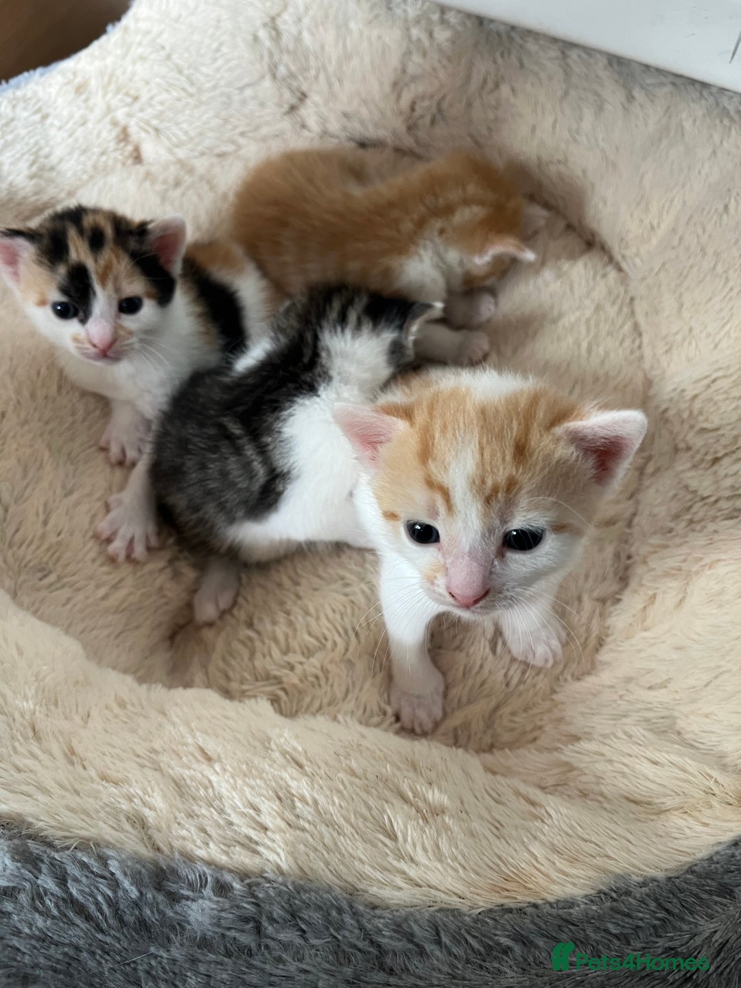 British Shorthair cats for sale: Shorthairs Uk Cat  - Image 8